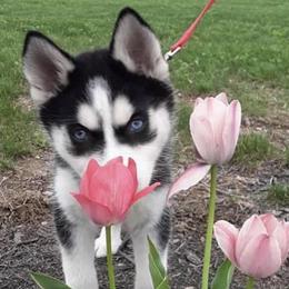 Siberian Huskies from Stone Ridge Huskies