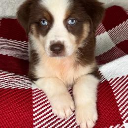 Sarabi - Red tri-color female Australian Shepherd puppy in Polk City, Florida from Skaky Shepherds
