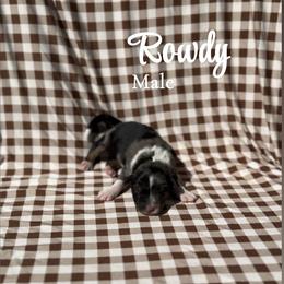 Rowdy - Blue merle male Australian Shepherd puppy in San Tan Valley, Arizona from SJR AUSSIES