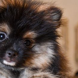 Girl 1 - Black and tan female Pomeranian puppy in Jamestown, California from Park Avenue Poms