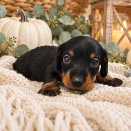 Jet- CKC Registration - Black and tan male Dachshund puppy in Stoneville, North Carolina from Yadkin Valley Dachshunds
