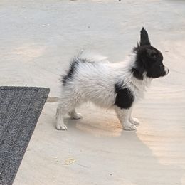 Harriet - White and black female Papillon puppy in Dorset, Ohio from Katies Papillons
