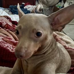 Bailey - Miniature Pinscher