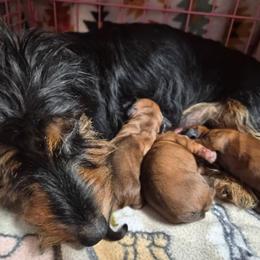 Jessie - Red female Dachshund puppy in Deville, Louisiana from Little Wire Wonders of Louisiana