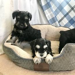 Miniature Schnauzer Puppies from Divine Miniature Schnauzers