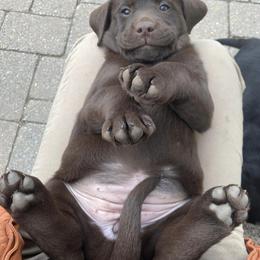 Labrador Retriever Puppies from Lost Woods Labradors