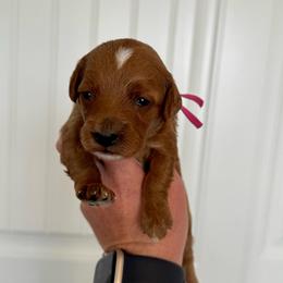Pink - Red  female Goldendoodle puppy in Fruita Colorado, Colorado from Oodles of Teacup Doodles