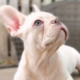 French Bulldogs from Kaseys Frenchies