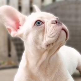 French Bulldogs from Kaseys Frenchies