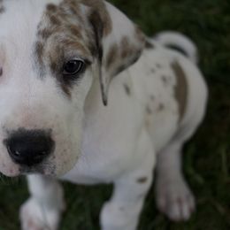 Great Dane Puppies from Cook’s Gentle Giants