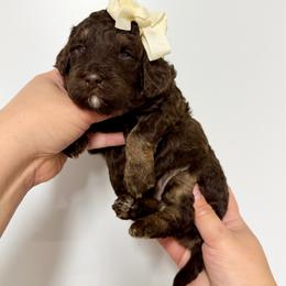 Mandy - Brown female Bernedoodle puppy in Miami, Florida from Jade’s Paws & Co. Of Miami LLC