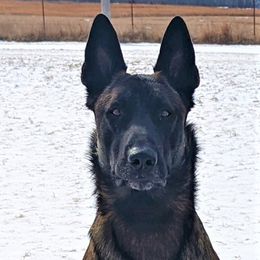 Thunder - Belgian Malinois