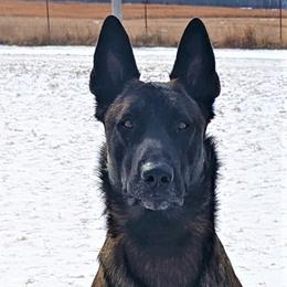 Thunder - Belgian Malinois