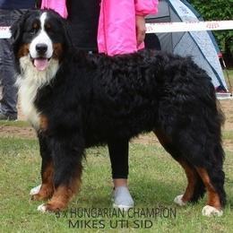 Bernese Mountain Dogs from Jeremy's Bernese Mountain Dogs