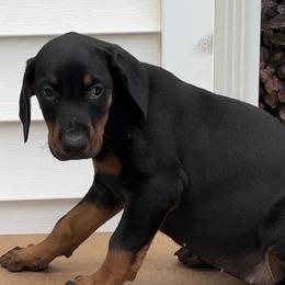 Ava - Black and rust female Doberman Pinscher puppy in Mc Donough, Georgia from Davis Doberman Pinschers