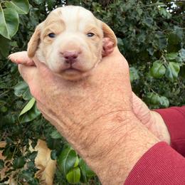 Girl 1 - Dapple female Dachshund puppy in Knoxville, Tennessee from Over The Moon Minis