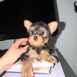 Grecia - Blue and gold female Yorkshire Terrier puppy in Fort Myers, Florida from Katherine’s Yorkies and Poodles