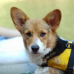 American Corgis and Pembroke Welsh Corgis from 3TGStockdogs