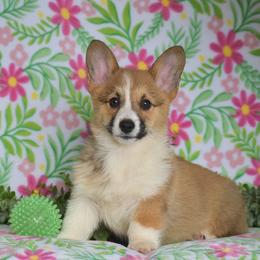 Diamond - Red female Pembroke Welsh Corgi puppy in Morgantown, Pennsylvania from GoldStar Corgis (License Number 18519)