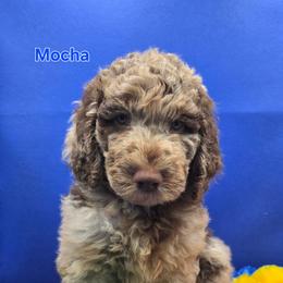 Mocha - Merle male Goldendoodle puppy in Summerville, South Carolina from Channys Doodles