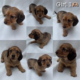 Dachshund All Grown Up from Bendita Kennels