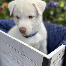 Siberian Husky Puppies from Heather Martens
