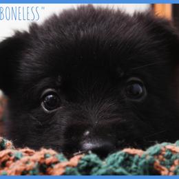German Shepherd Puppies from Black Beauty Shepherds