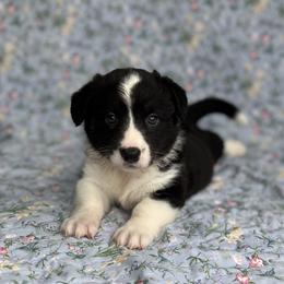 Ella - Black and white female Cardigan Welsh Corgi puppy in Hope, Arkansas from Foxy Knoll Farm