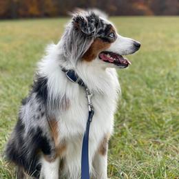 Miniature Australian Shepherds from Kelly's Miniature Australian Shepherds