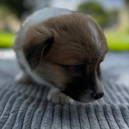 Peaches - Red female Pembroke Welsh Corgi puppy in Elberta, Utah from 3F Farms- Pembroke Welsh Corgis and Irish Wolfhounds
