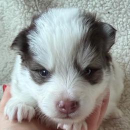Tater Tot - Chocolate male Pomsky puppy in Mc Minnville, Oregon from West Coast Pomskies