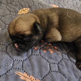 Male 4 - Fawn male Pug puppy in Martville, New York from Hug a Pug LLC