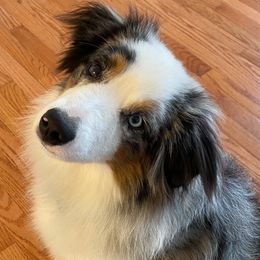 Miniature American Shepherds, Miniature Australian Shepherds, Pomeranians, Poodles, and Toy Australian Shepherds from Lil Aussie Posse