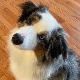 Miniature American Shepherds, Miniature Australian Shepherds, Pomeranians, Poodles, and Toy Australian Shepherds from Lil Aussie Posse
