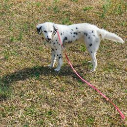 Siren - Dalmatian