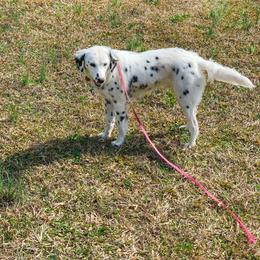 Siren - Dalmatian