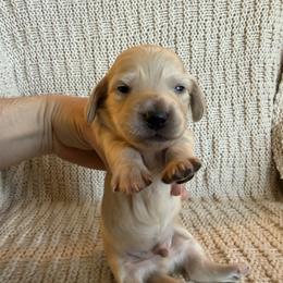 Male 3 - Cream male Dachshund puppy in Walla Walla Valley, Oregon from English Cream Dachshunds