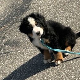 Bernese Mountain Dog Puppies from Lonesome Pine Farm