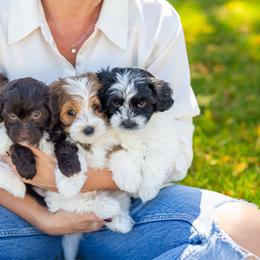 Havapoo puppies from Sage Puppies