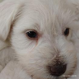 Willow therapy lined AKC classic white choc - Liver male Miniature Schnauzer puppy in Temple, Texas from Schnauzers Of Taylor