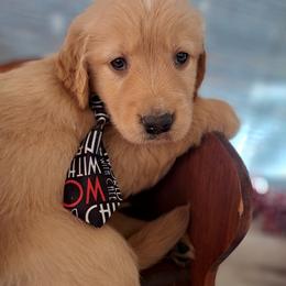 Golden Retriever Puppies from NORTHERN LIGHTS GOLDENS