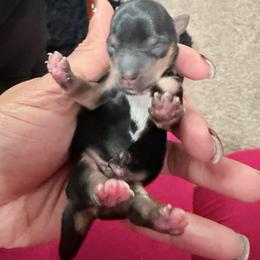 Boy 1 - Black and tan male Yorkshire Terrier puppy in Richland County, South Carolina from Nesha's Pawrific Tails