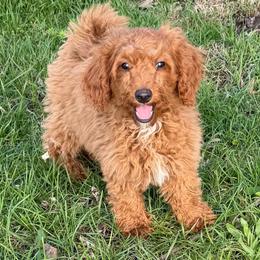 Zoey - Apricot female Goldendoodle puppy in Centralia, Missouri from Oodles Of Doodles Mo.