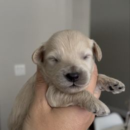 Meena - Apricot female Aussiedoodle puppy in Weeki Wachee, Florida from Pawprint Dreams Boarding and Kennel