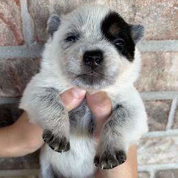 Boy 2 - Blue male Australian Cattle Dog puppy in Irvington, Kentucky from Dry Valley’s Australian Cattle Dogs
