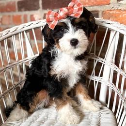 Aunt March - Tri-color female Bernedoodle puppy in Snohomish, Washington from Refined Doodles