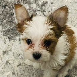 Yorkshire Terriers from Sunshine Luv Yorkies