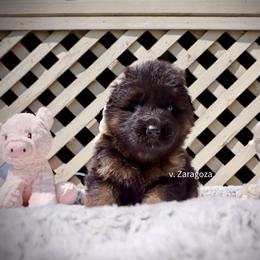 German Shepherd Puppies from Zaragoza German Shepherds