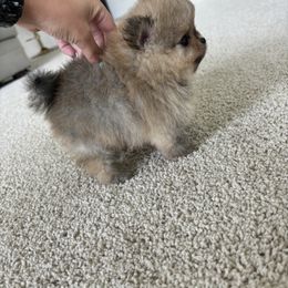 Pomeranian Puppies from Temple pomeranians