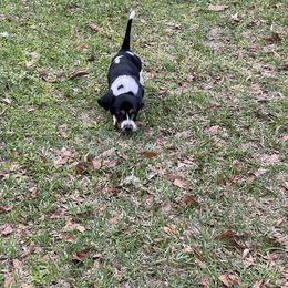 Basset Hound Puppies from Christy's Basset Hounds